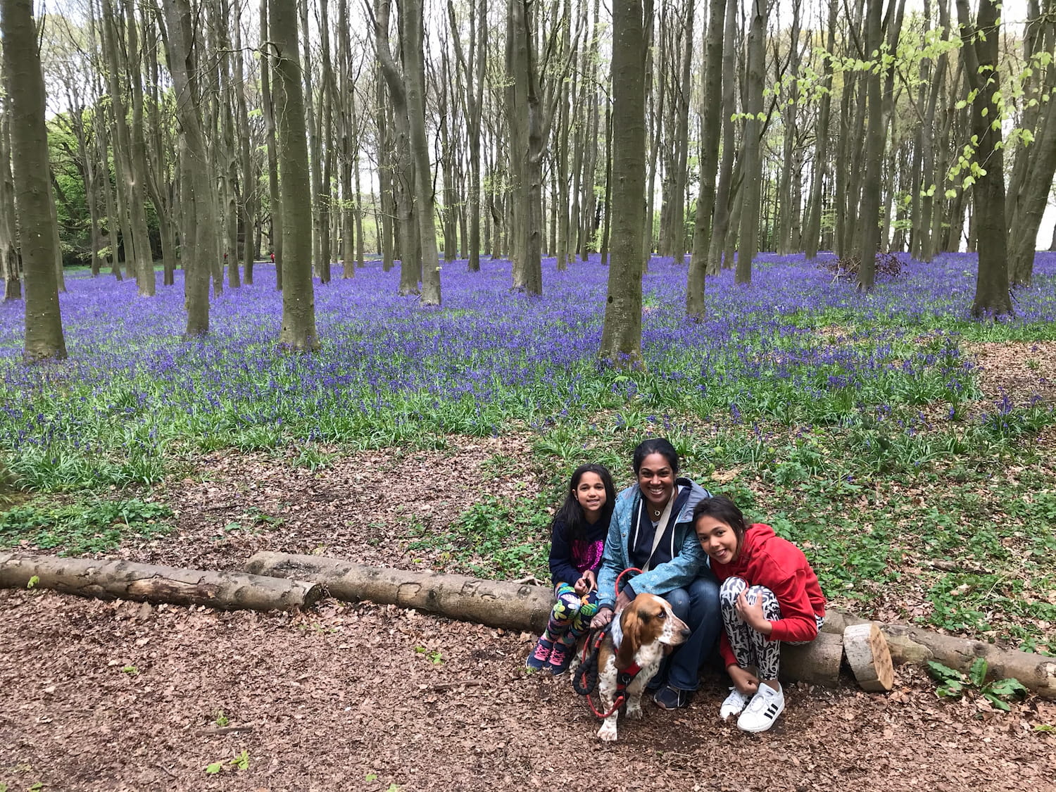 Van Rosie Lily Mabel Bluebells